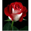 Roses - Latin Lady